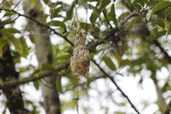 Todirostrum cinereum