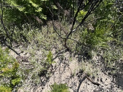 Cryptantha hispidissima