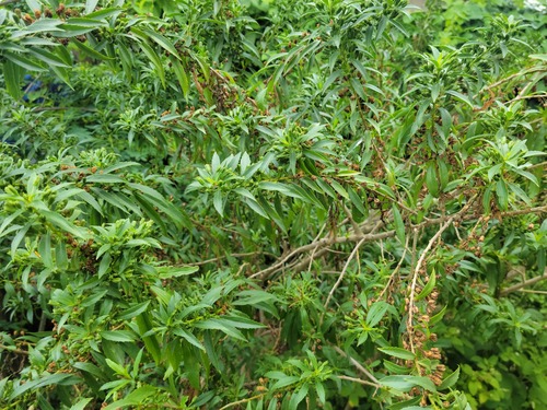 Capraria mexicana (Capraria mexicana)