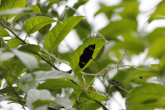 Melanis electron
