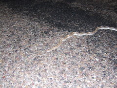 Arizona elegans