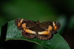Telenassa teletusa