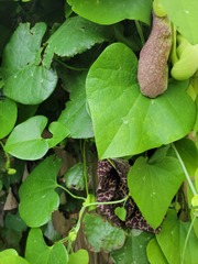 Aristolochia gigantea