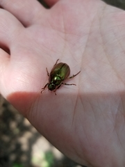 Callistethus marginatus