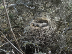 Artemisiospiza belli clementeae