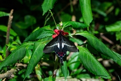 Parides proneus