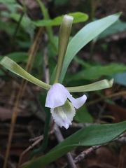 Cleistesiopsis