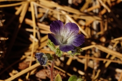 Phacelia davidsonii