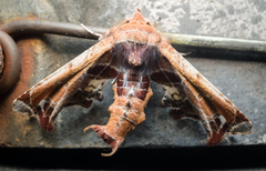 Eutelia pulcherrimus