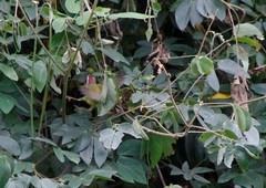 Basileuterus