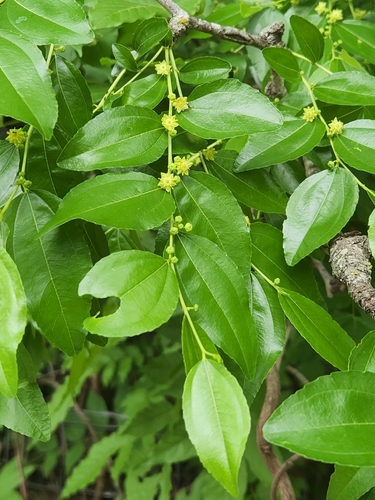 Image of Ziziphus jujuba by (c) Jo Roberts, some rights reserved (CC BY)