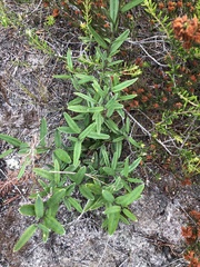 Rhynchosia leucoscias