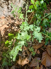 Brassica oleracea