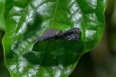 Ionotus alector
