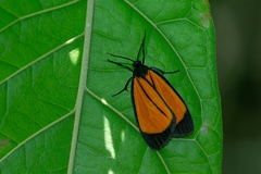 Paratype univitta