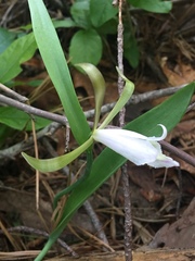 Cleistesiopsis