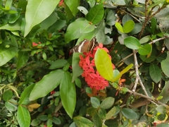 Anartia fatima