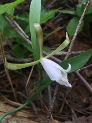 Cleistesiopsis