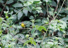 Basileuterus