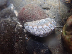 Chitonoidea