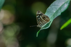 Dynamine postverta postverta