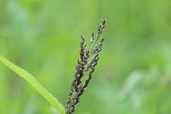 Urochloa mollis