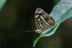 Dynamine postverta postverta