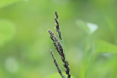 Urochloa mollis