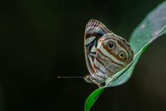 Dynamine postverta postverta