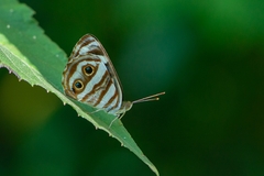 Dynamine postverta postverta