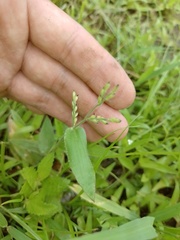 Urochloa mollis