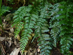 Asplenium stellatum