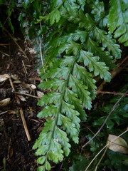Asplenium stellatum