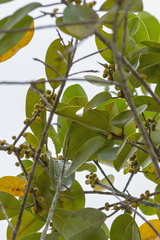 Ficus clusiifolia