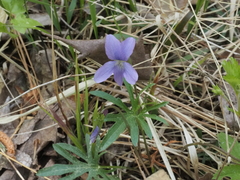 Viola brittoniana