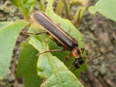 Podabrus basillaris