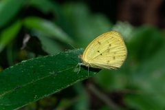 Eurema elathea flavescens