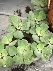 Pistia