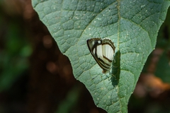 Dynamine athemon athemaena