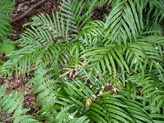 Blechnum schottii