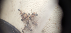 Myrmica punctiventris