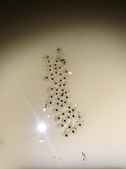 Dendropsophus carnifex