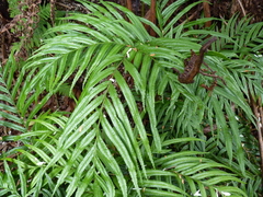 Blechnum schottii