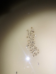 Dendropsophus carnifex