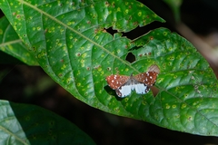Ithomiola nepos
