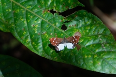 Ithomiola nepos