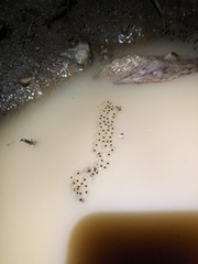 Dendropsophus carnifex