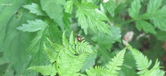 Hymenalia