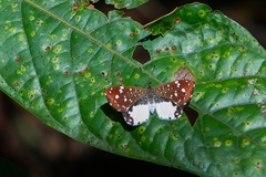 Ithomiola nepos