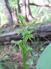 Platanthera hookeri